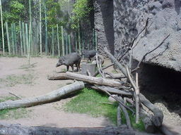 Portland Zoo Warty Pig.