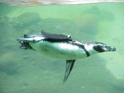 Portland Zoo Penguin.