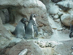 Portland Zoo Penguins.