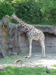 Portland Zoo Giraffe.