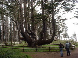 Cape Meares Lighthouse, Octopus Tree.