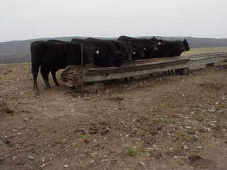 Heifers at trough.