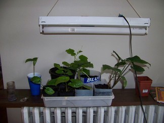 Plants.