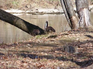 Geese.