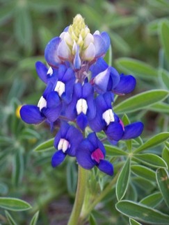 Newly bloomed Blue Bunnies.