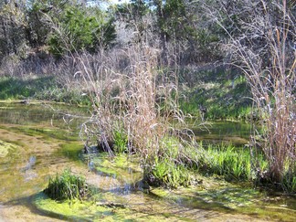 Stream, Camp El Tesoro.