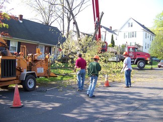 W. Erie Tree Removal.