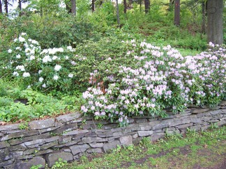 Central Park Rose Garden in Schenectady, NY.