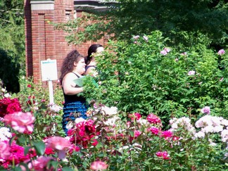 Rehearsal, Schenectady Rose Garden, NY.