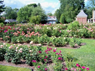 Rehearsal, Schenectady Rose Garden, NY.