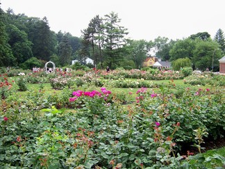 David and Nina's Wedding, Schenectady Rose Garden, NY.