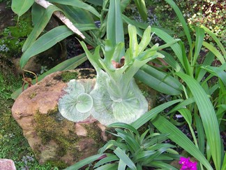 Atlanta Botanical Garden, GA.