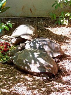 Zoo Atlanta, GA.