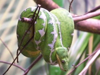 Zoo Atlanta, GA.