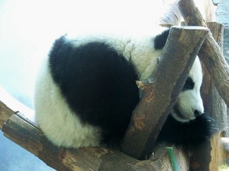 Zoo Atlanta, GA.