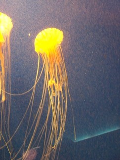 Georgia Aquarium, Atlanta, GA.