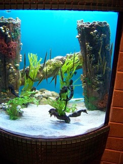 Georgia Aquarium, Atlanta, GA.