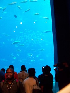 Georgia Aquarium, Atlanta, GA.