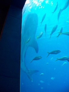 Georgia Aquarium, Atlanta, GA.