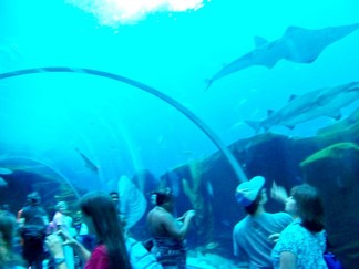 Georgia Aquarium, Atlanta, GA.