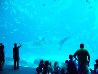 Georgia Aquarium, Atlanta, GA.