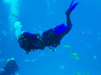 Georgia Aquarium, Atlanta, GA.