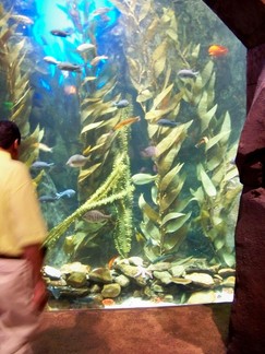 Georgia Aquarium, Atlanta, GA.