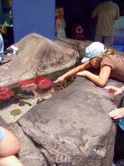 Georgia Aquarium, Atlanta, GA.