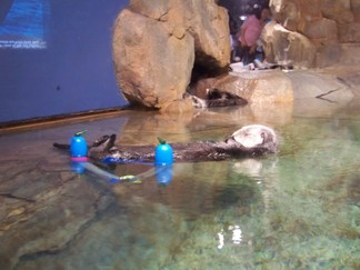 Georgia Aquarium, Atlanta, GA.