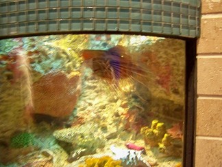 Georgia Aquarium, Atlanta, GA.