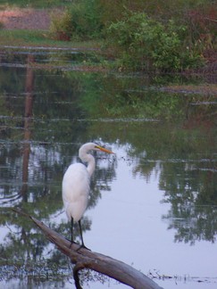 N. Augusta, SC.