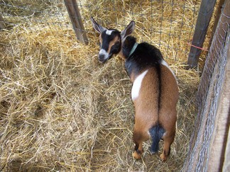 Duchess County Fair, Rheinbeck, NY.