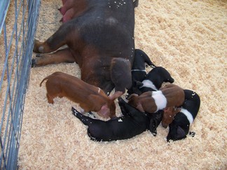 Duchess County Fair, Rheinbeck, NY.