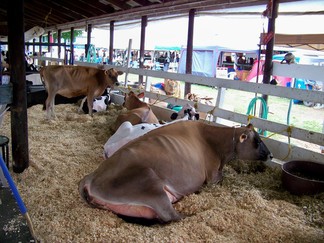 Duchess County Fair, Rheinbeck, NY.