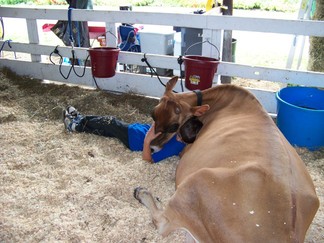 Duchess County Fair, Rheinbeck, NY.