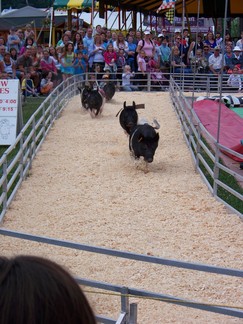 Duchess County Fair, Rheinbeck, NY.