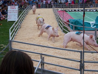 Duchess County Fair, Rheinbeck, NY.