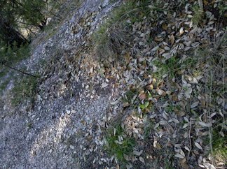Stream, Camp El Tesoro.