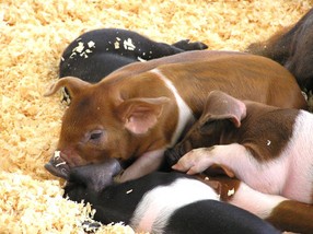 Piglets, Duchess County Fair, Rheinbeck, NY.