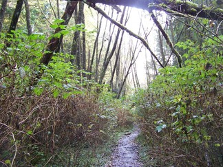 Trail to Shi Shi Beach, WA.