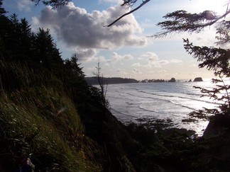 Trail to Shi Shi Beach, WA.