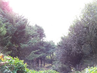 Trail to Shi Shi Beach, WA.