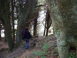 Trail to Shi Shi Beach, WA.
