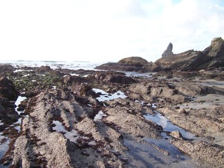 Shi Shi Beach, WA.