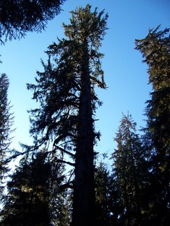 Rt 101, south of Forks, WA.