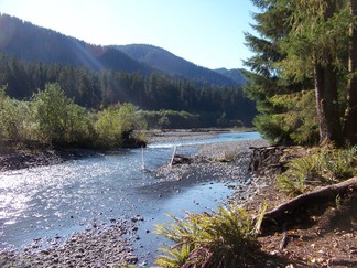 Hoh Rain Forest, Olympic National Forest, WA.