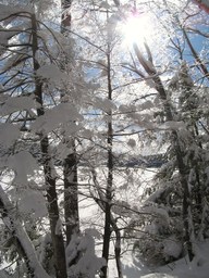 Spruce Bog Trail, Grafton , NY.
