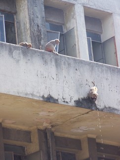 Monkeys, Hanuman Street, New Delhi, India.
