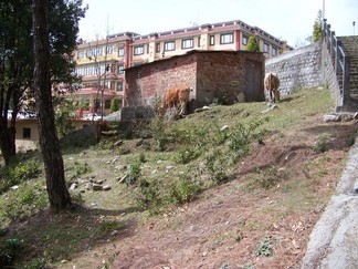 Sherab Ling Monastery, India.