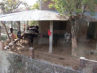 Path to Nawang's House.